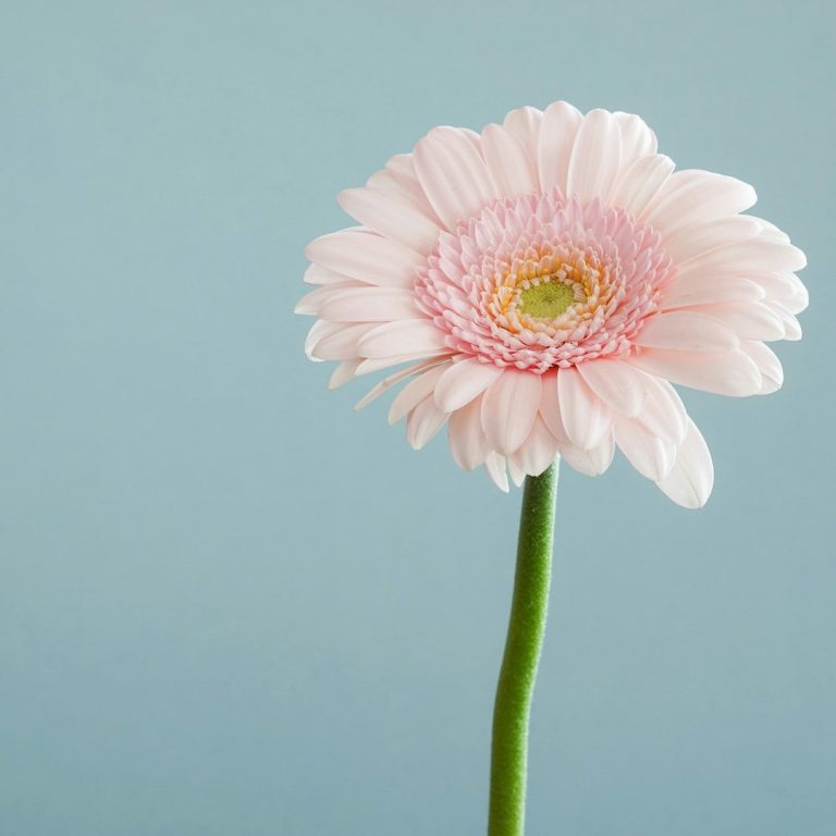 Fleur de Gérbera rose pâle sur fond bleu clair.