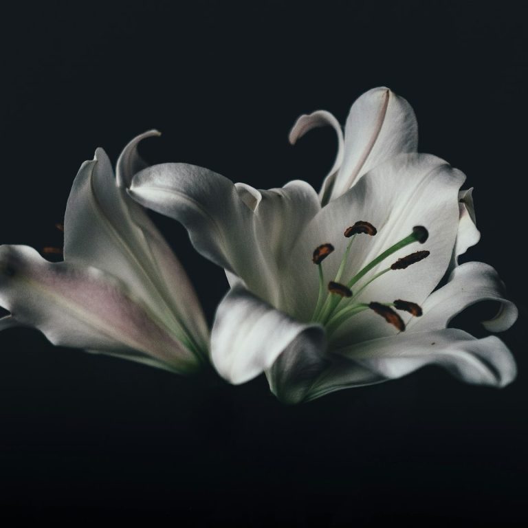 Deux lys blancs en fleurs sur fond sombre.