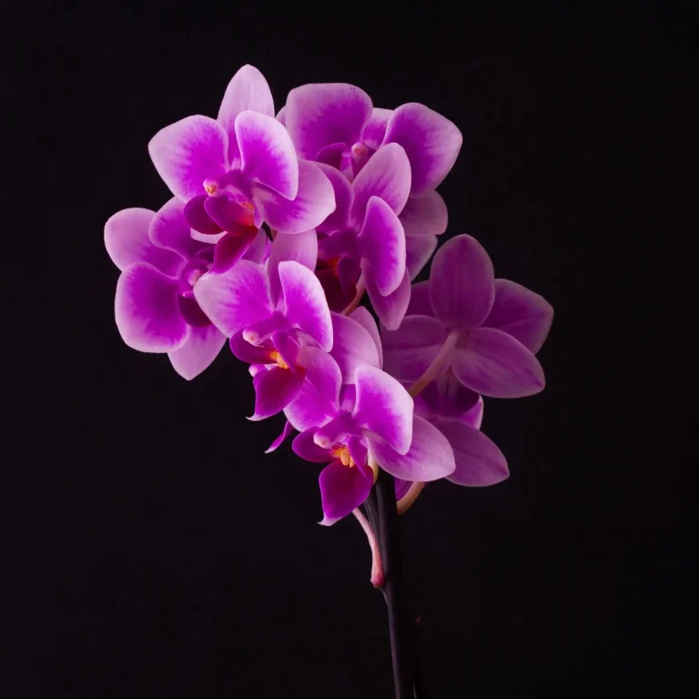 Orchid rose avec pétales violets sur fond noir.