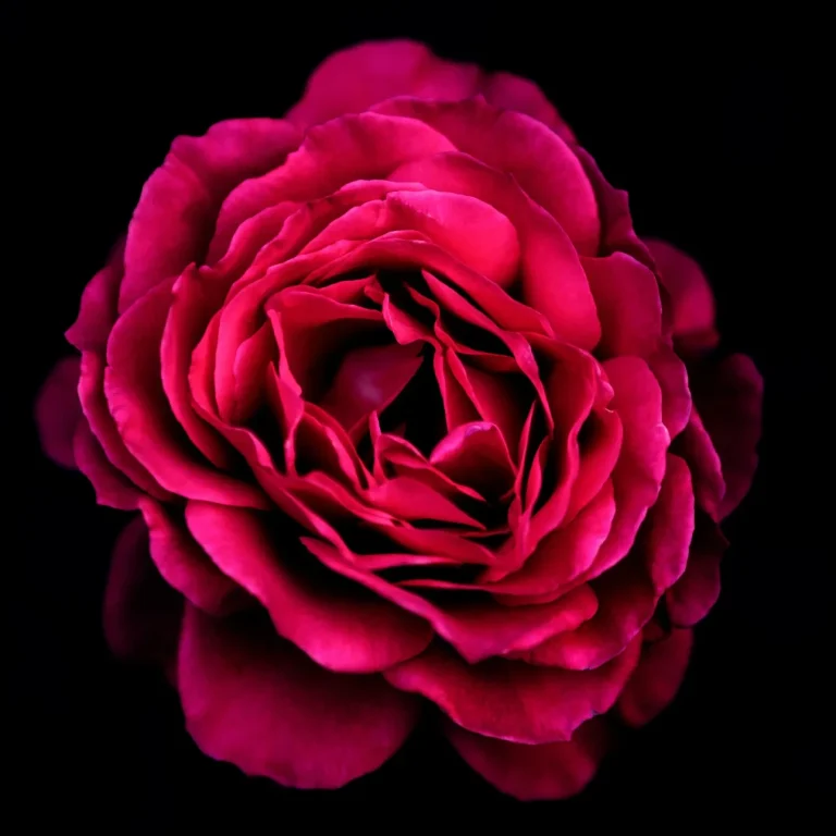 Rose d'un violet profond sur fond noir, avec des pétales en couches.