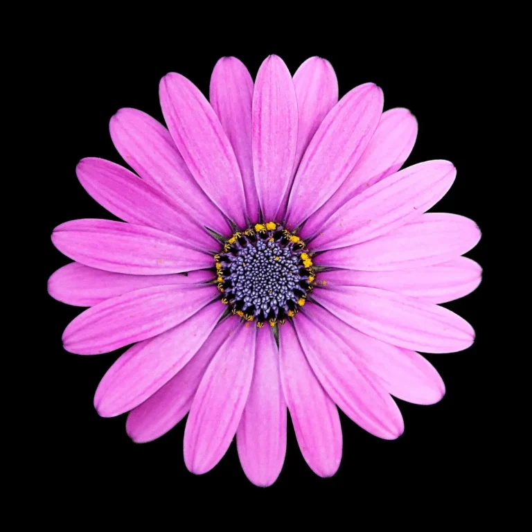 Fleur de marguerite rose sur fond noir.