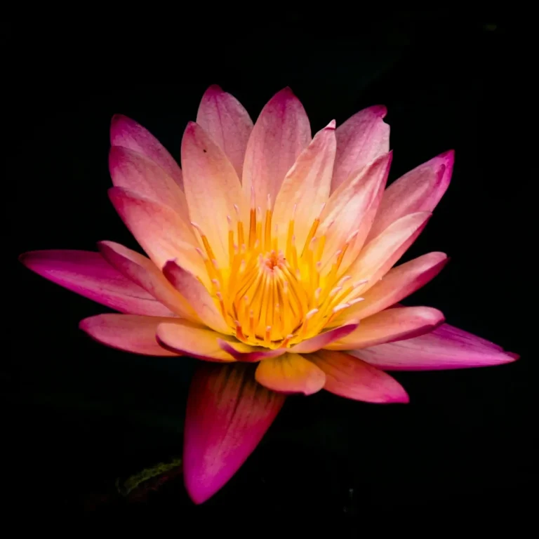 Fleur de lotus rose avec des pétales délicats et un cœur jaune sur fond noir.