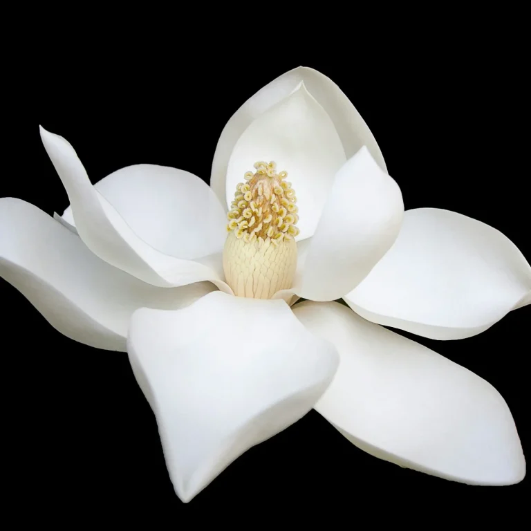 Fleur de magnolia blanche avec des pétales délicats sur fond noir.